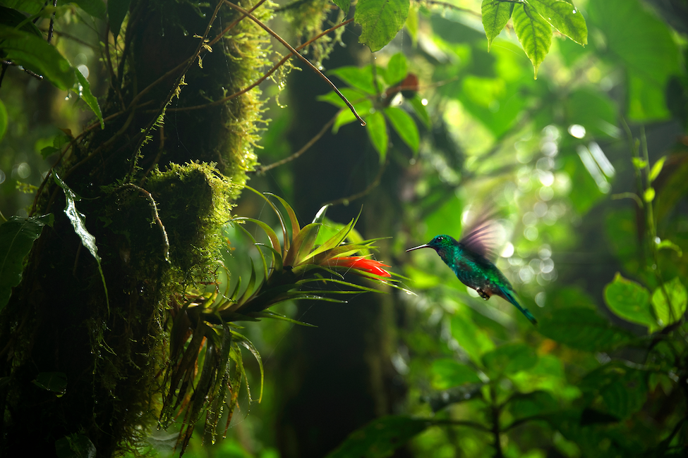 Hummingbird drinking