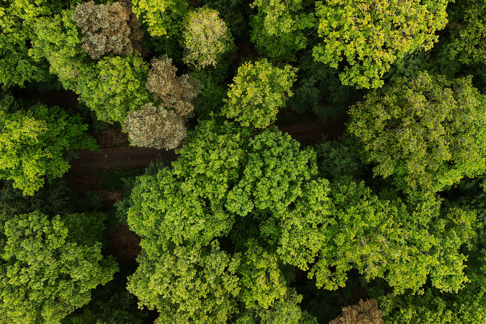 Forest aerial