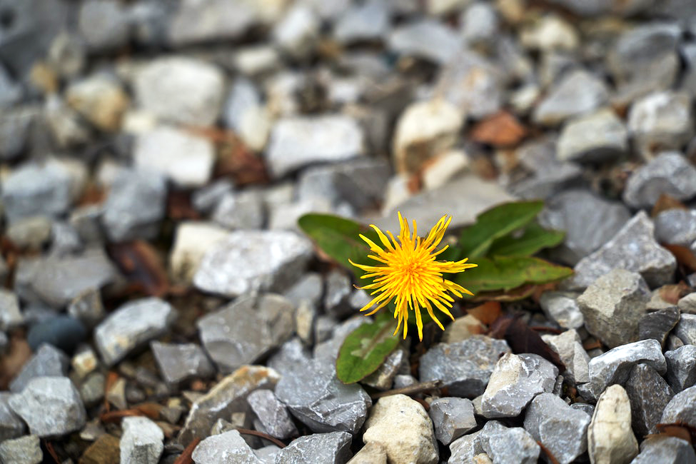 dandelion growing in rocks