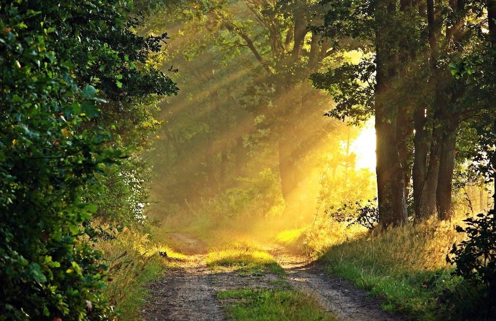 Light shining on forest path
