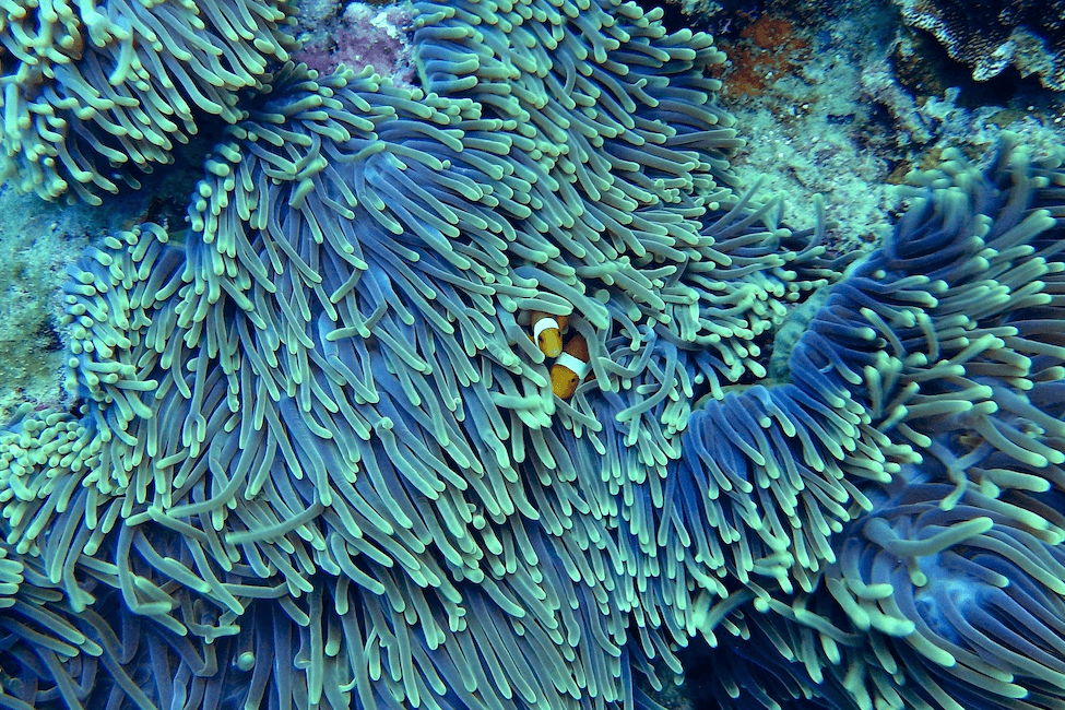 anemone and clown fish