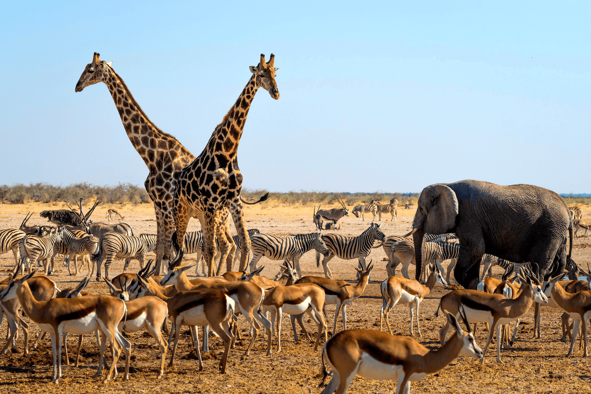 Animals in African Savanna