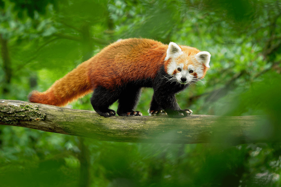 Red Panda