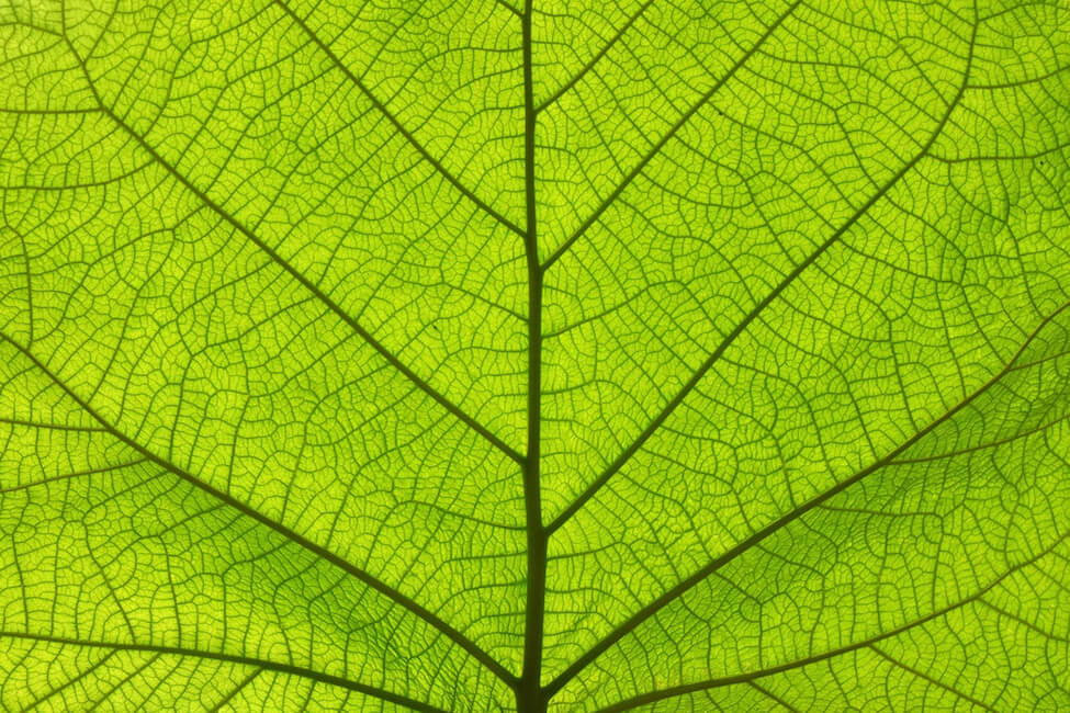 leaf pattern green 3