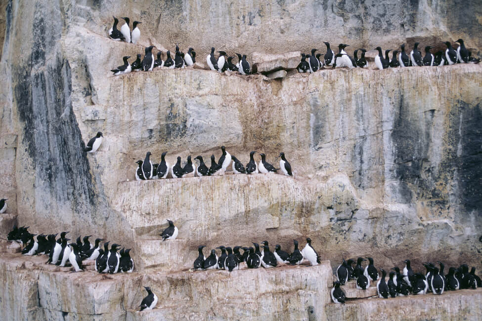 Cormorant colony on cliff