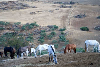 Rancho Los Angeles Eigene 01