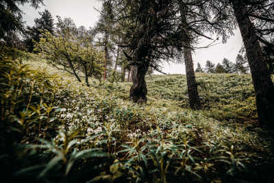 Hotel Saratz Yoga Retreat Schweiz Natur Wald Berge Grün Bäume