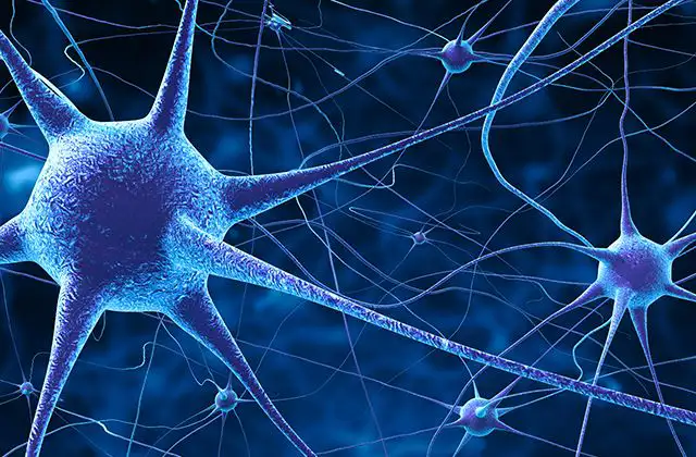 Neurobión muestra las neuronas cerebrales