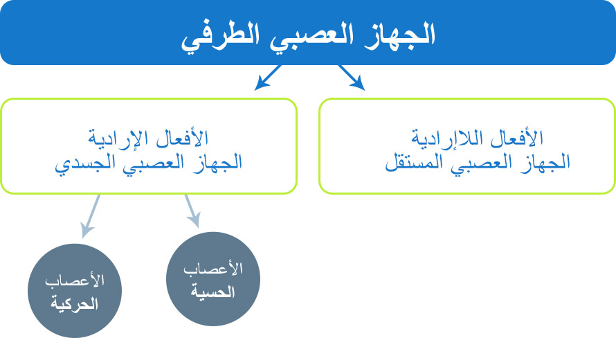 how_does_the_nervous_system_work_desktop_890x488_ar.jpg