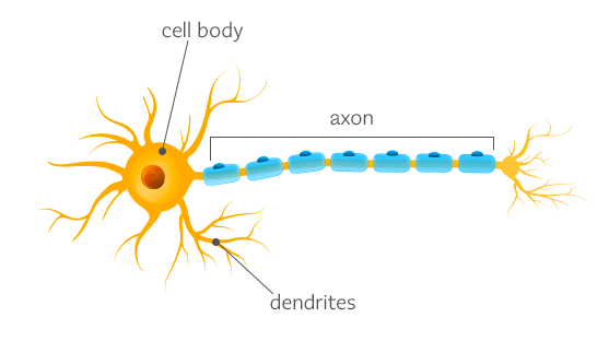 Struktur Neuron, Neuron merupakan elemen dasar dari sistem saraf dan terdiri dari badan sel, akson dan dendrit
