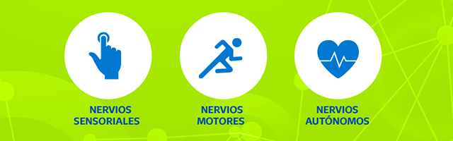 Infografía Neurobión sobre los tipos de nervios