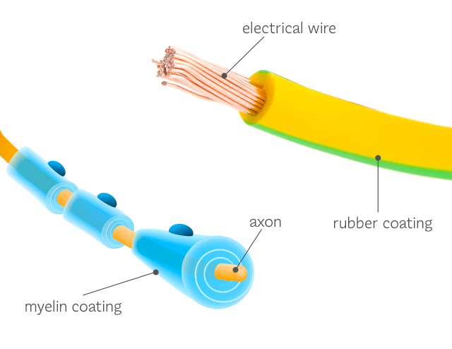 Struktur saraf, Akson berupa ekstensi seperti kabel panjang dari neuron yang membawa sinyal dari badan sel ke sel lain