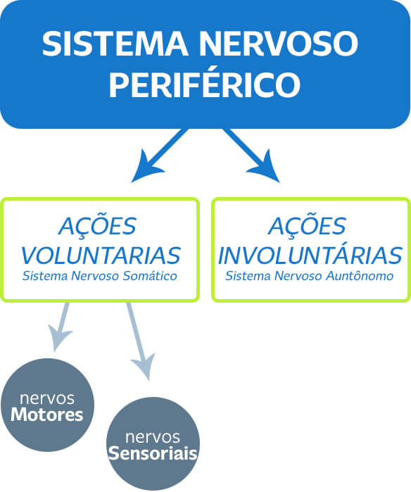 Infográfico sistema nervoso periférico