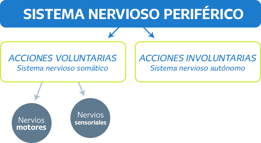 Infografía Neurobión sobre sistema nervioso periférico