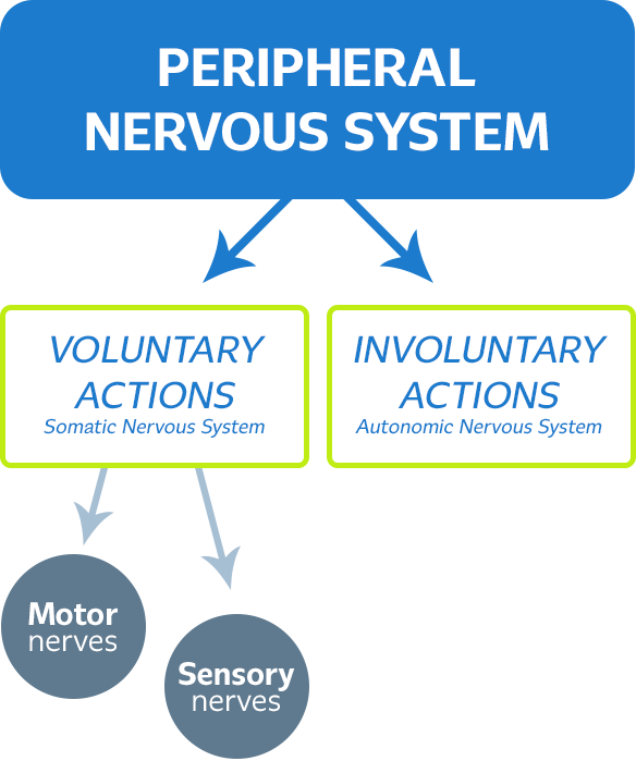 peripheral_nervous_system_schema.png