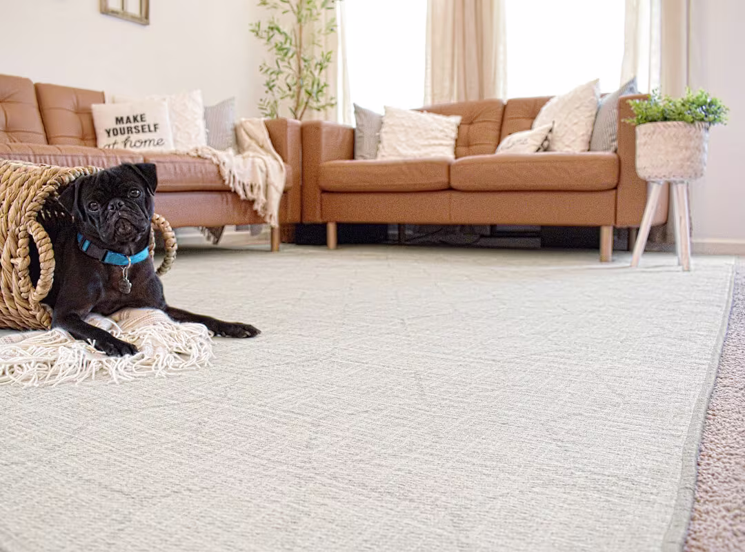 Ruggable's Prisma Monochrome Rug with subtle geometric pattern in light grey, layered on beige carpet in a modern living room with a black pug in photo. 