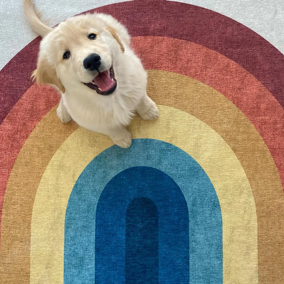 Ruggable 7 Tips on How to Get Dog Smell Out of Your Rugs