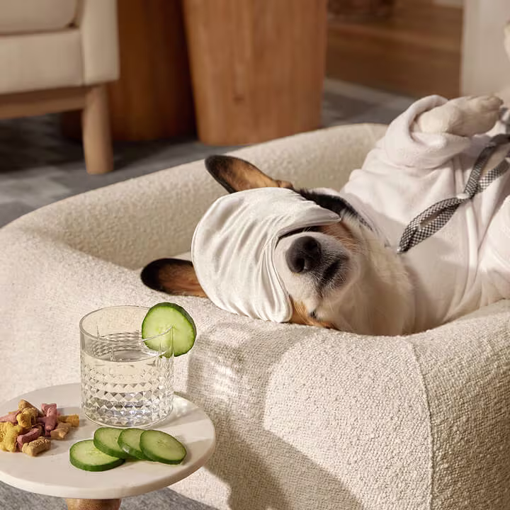 Dog wrapped in white robe relaxing in cream pet bed next to small table with cucumber water and snacks.