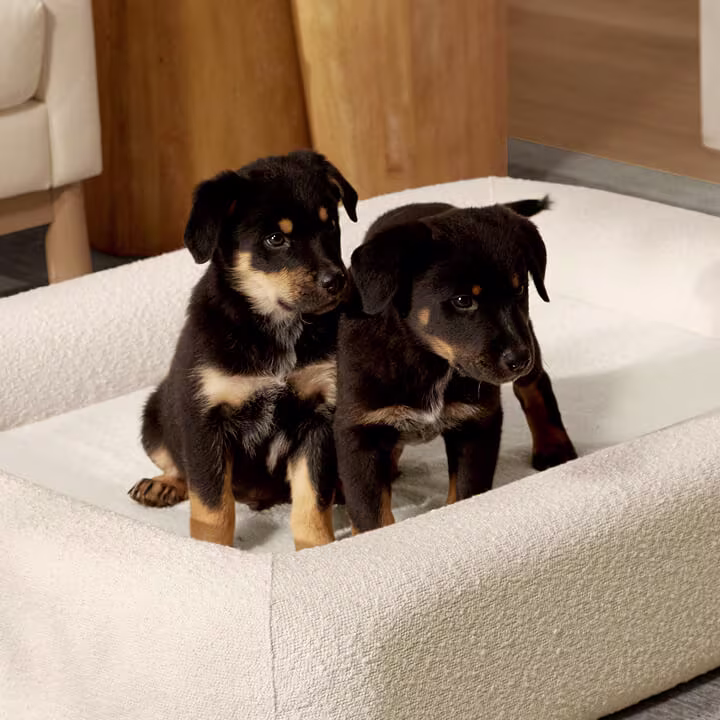 Two black and tan puppies sitting side by side in a white pet bed with wooden furniture in the background.