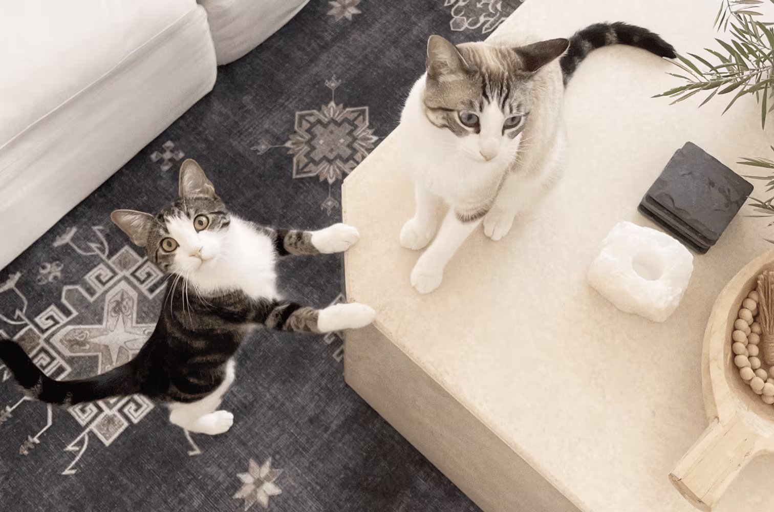 Verena Dark Wood Rug with Cats