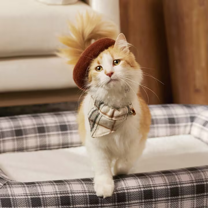 Orange and white cat wearing a brown beret and plaid scarf, sitting on a checkered bed.