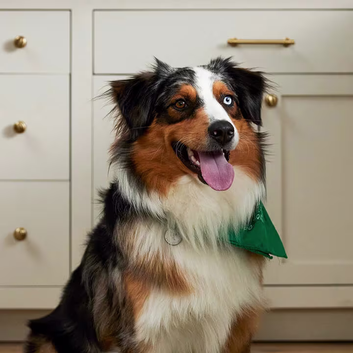 Australian shepherd dog with tricolor fur wearing a green bandana, sitting in front of white kitchen cabinets.