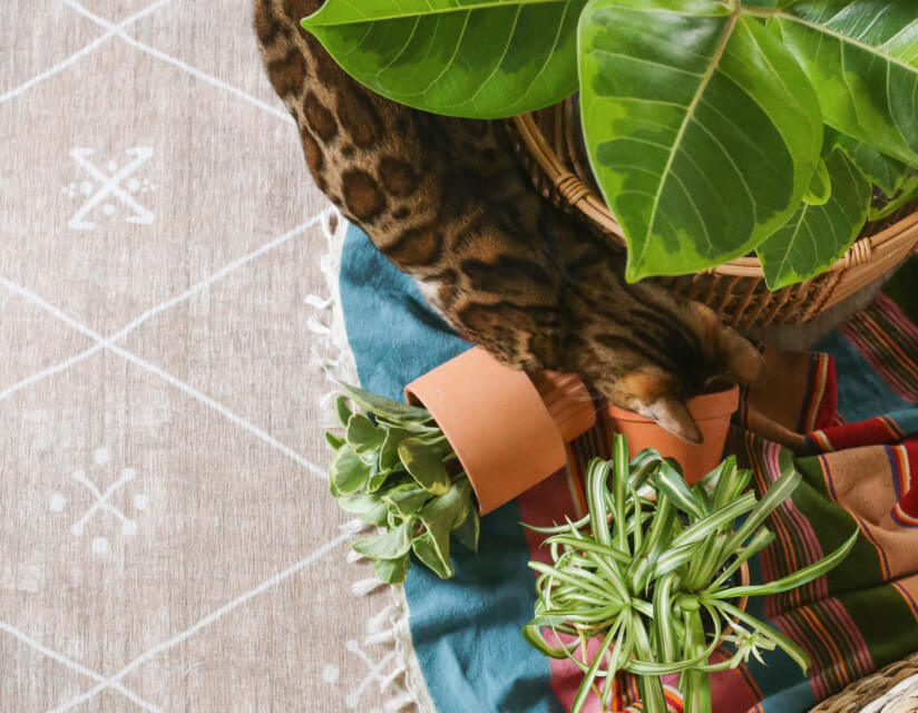 Best Rug for Cat Owners Ruggable AU