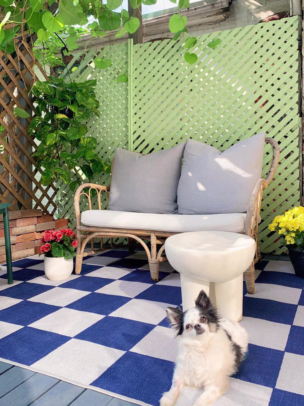 Ruggable Outdoor Jaque Checkered Blue Rug in outdoor patio with small dog and outdoor furniture