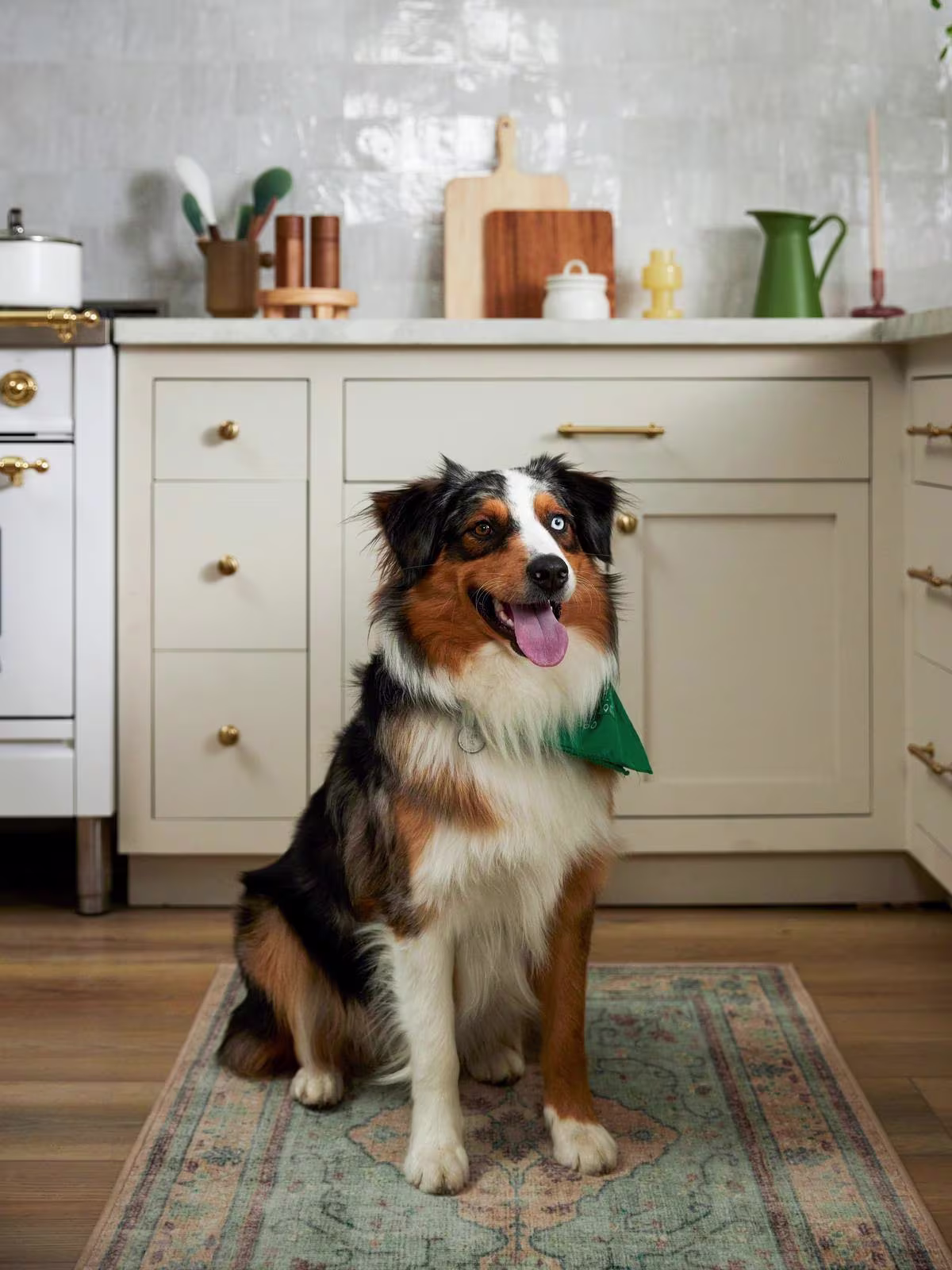 Dog sits atop a washable Ruggable Tallulah Natural Jade runner in kitchen with hardwood floors and spring decor