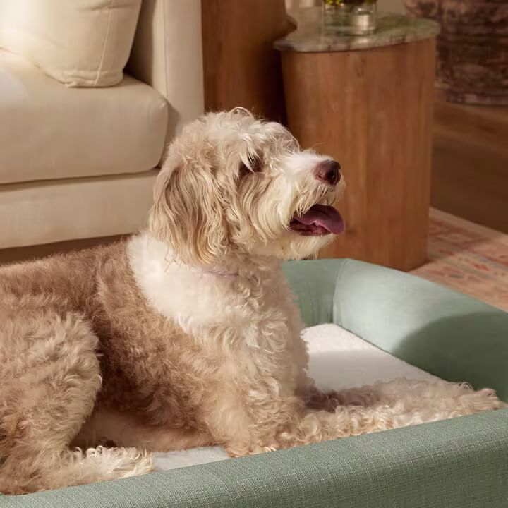 Fluffy cream and tan dog with mouth open, resting on a mint green pet bed in a cozy living room.