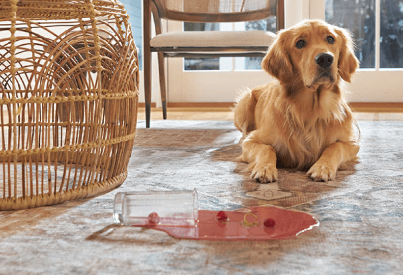 Chew Proof Rug