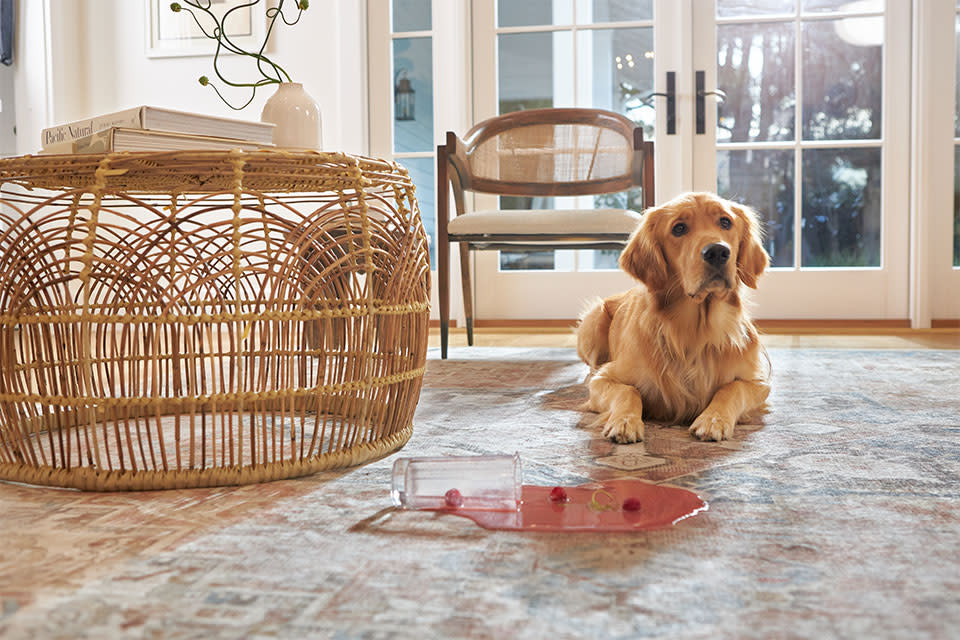 Ruggable 7 Tips on How to Get Dog Smell Out of Your Rugs