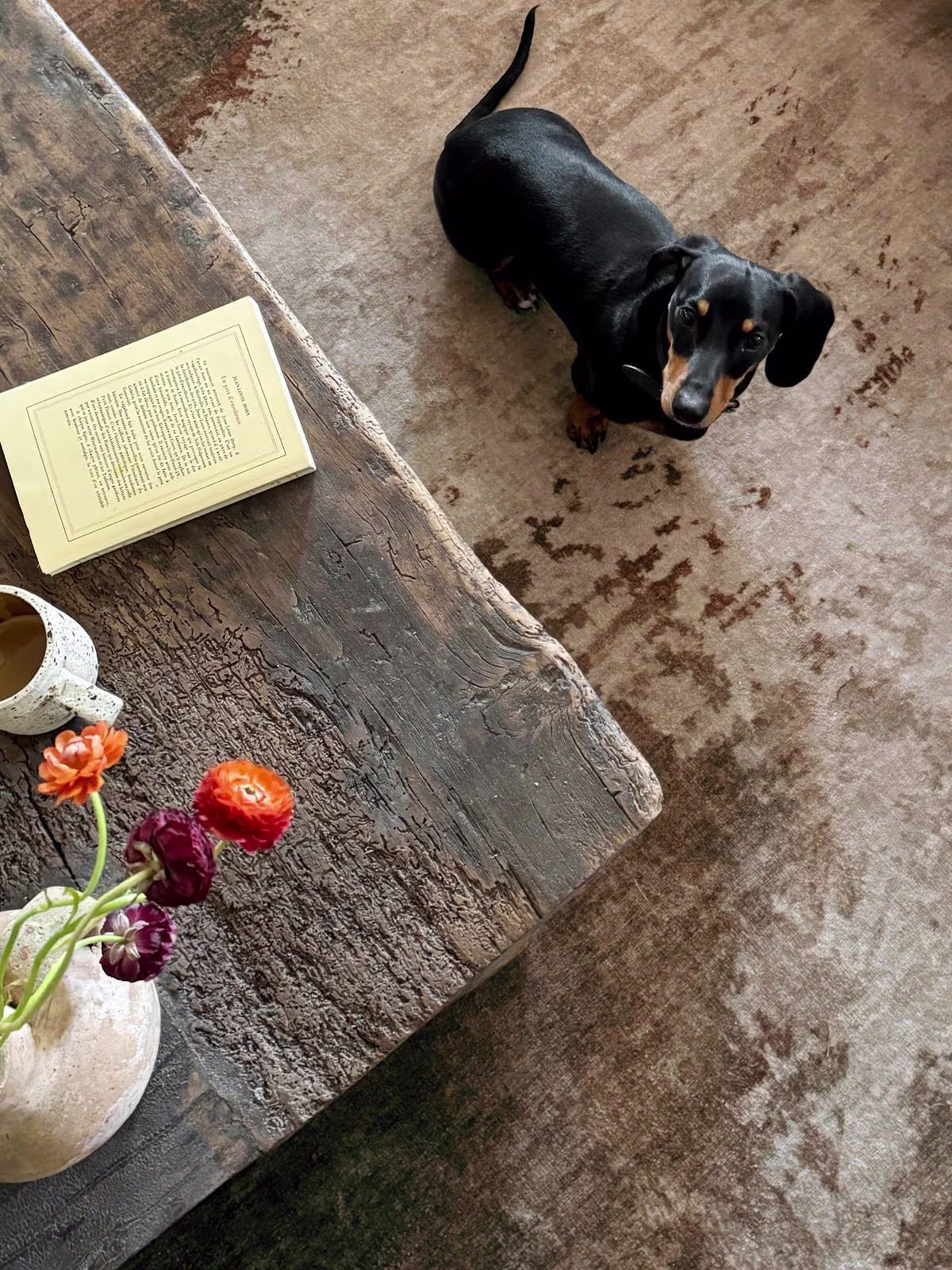 Overhead image looking down at a dark wooden coffee table with a weathered texture, a black and tan dachshund, and the Ruggable x ​​Architectural Digest Jorda Bronze Natural Rug. 