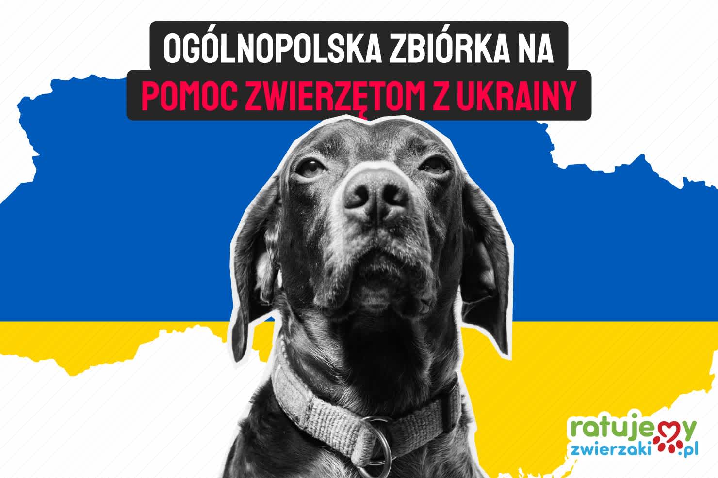 Supporting the animals of Ukraine