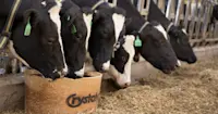 Cows eating