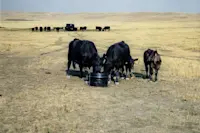 Cows drinking during a dry period