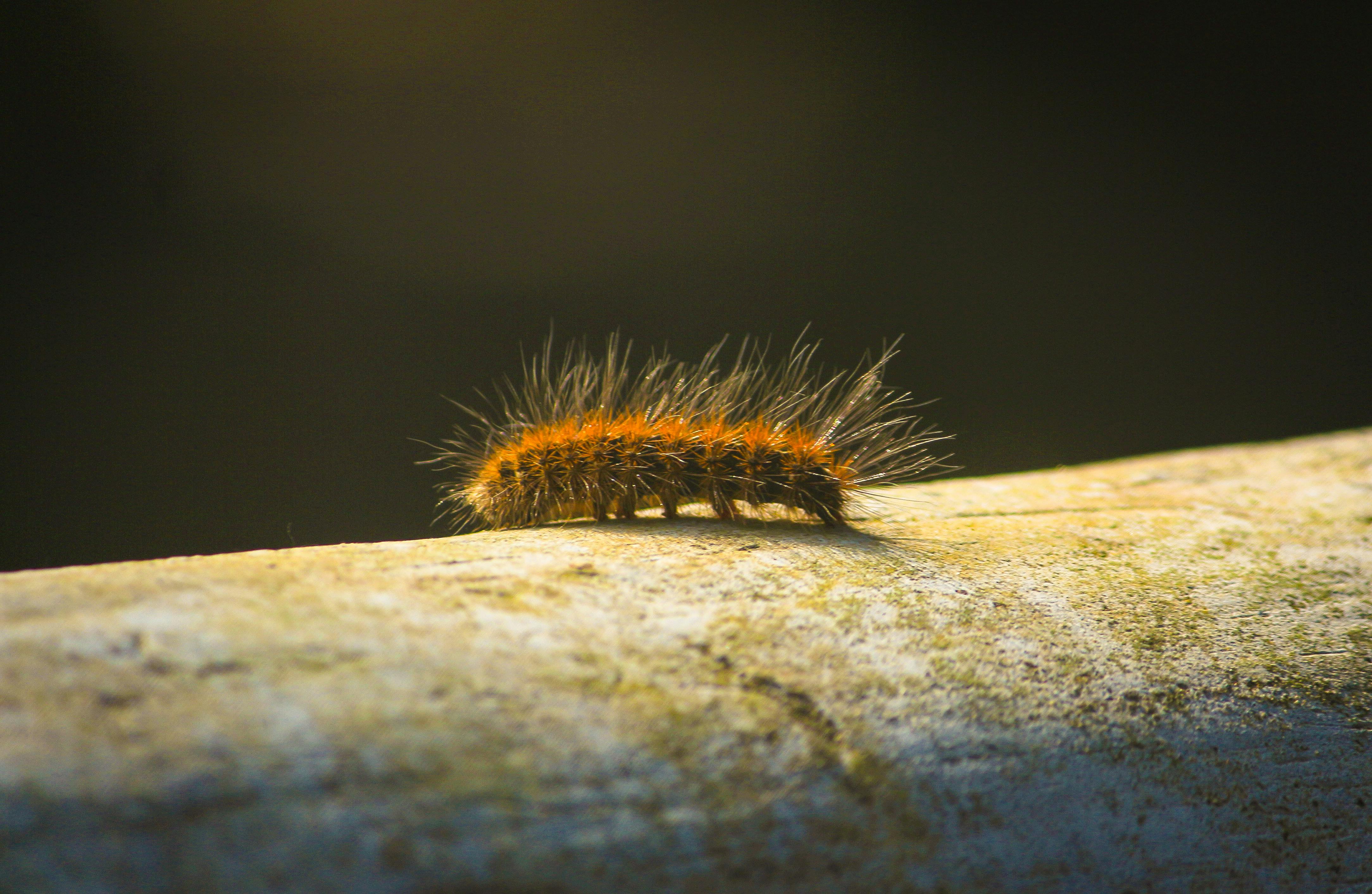 [Blog] Two-factor authentication protection for nonprofits - caterpillar with defensive hairs