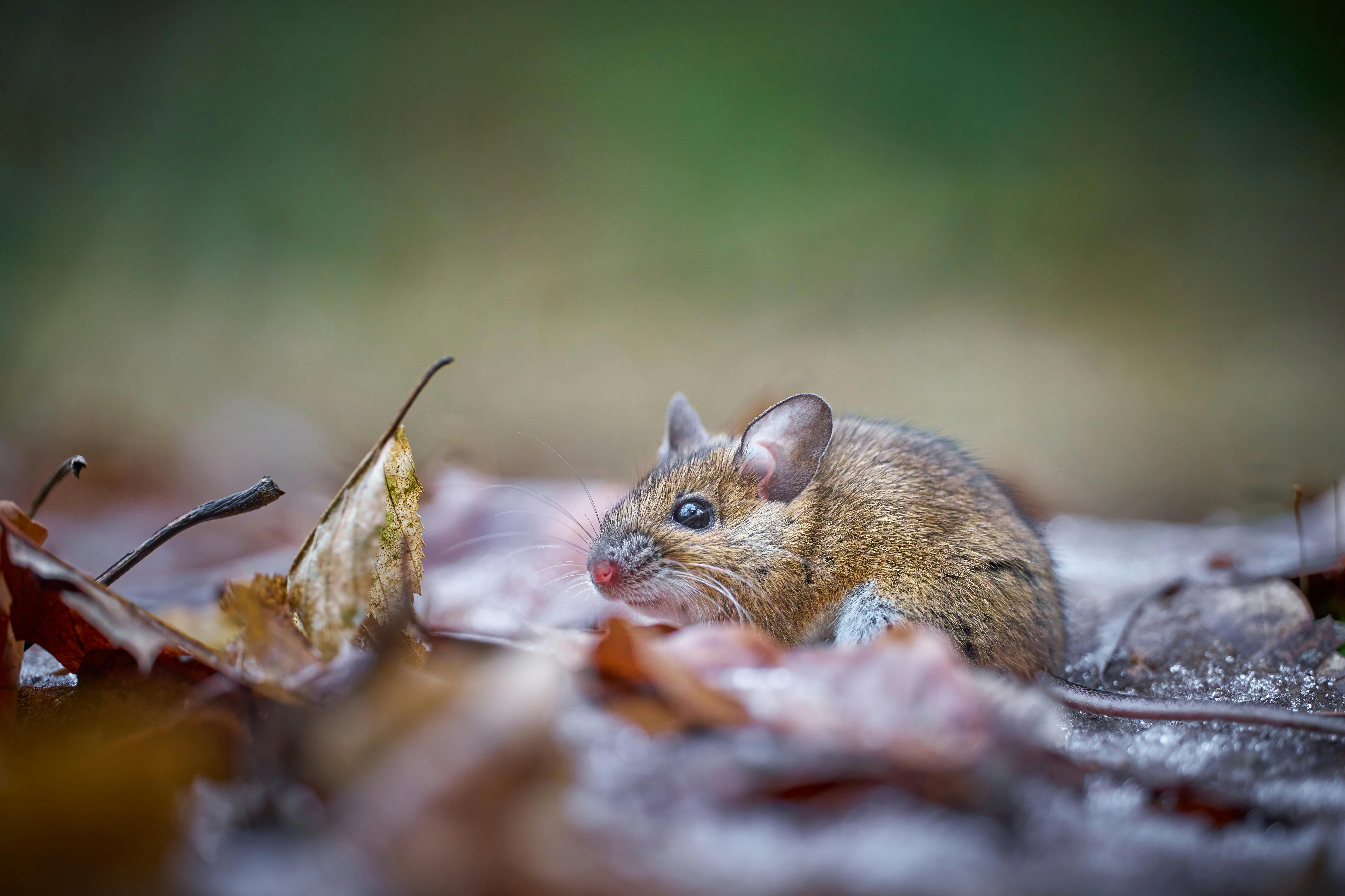 [Blog] Nonprofit cybersecurity vulnerabilities - small mouse representing digital security threats
