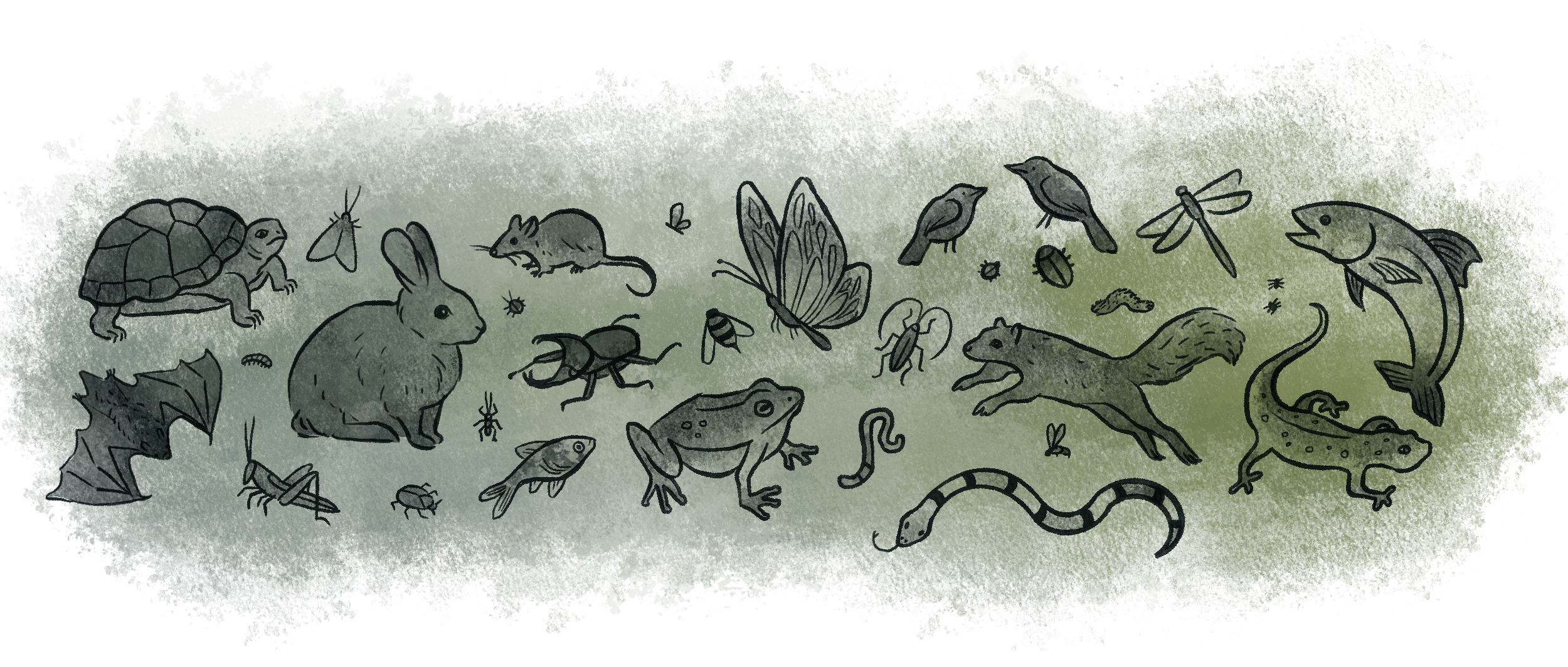 [Blog] WAS.org illustrations