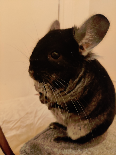 [Blog post] Jeremy's animal companion