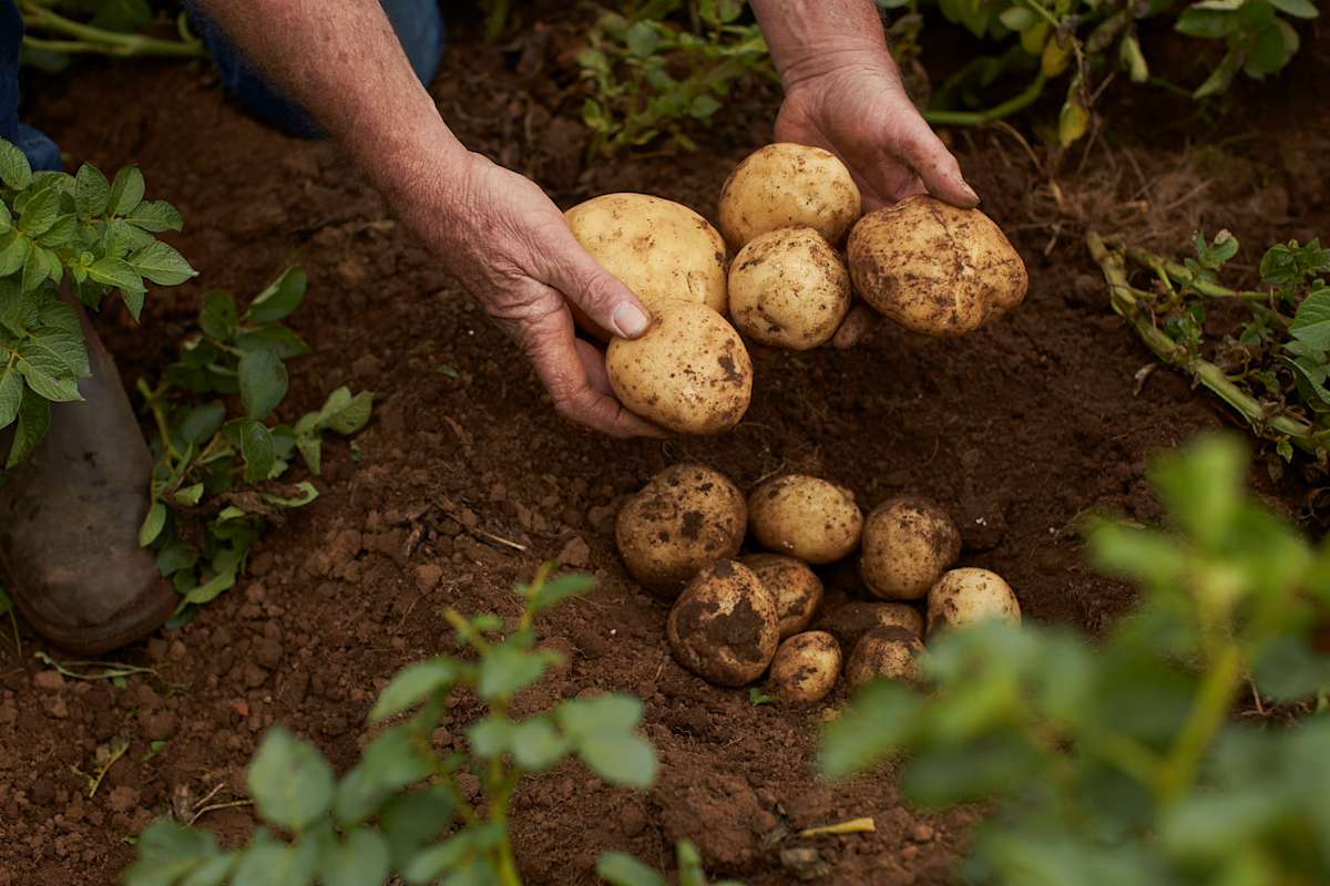 Robert Cerchiaro Red Gem Vic 0550 1