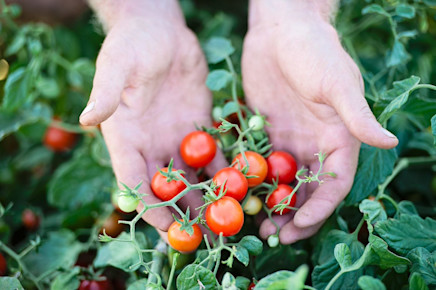 Ardmona tinned tomatoes