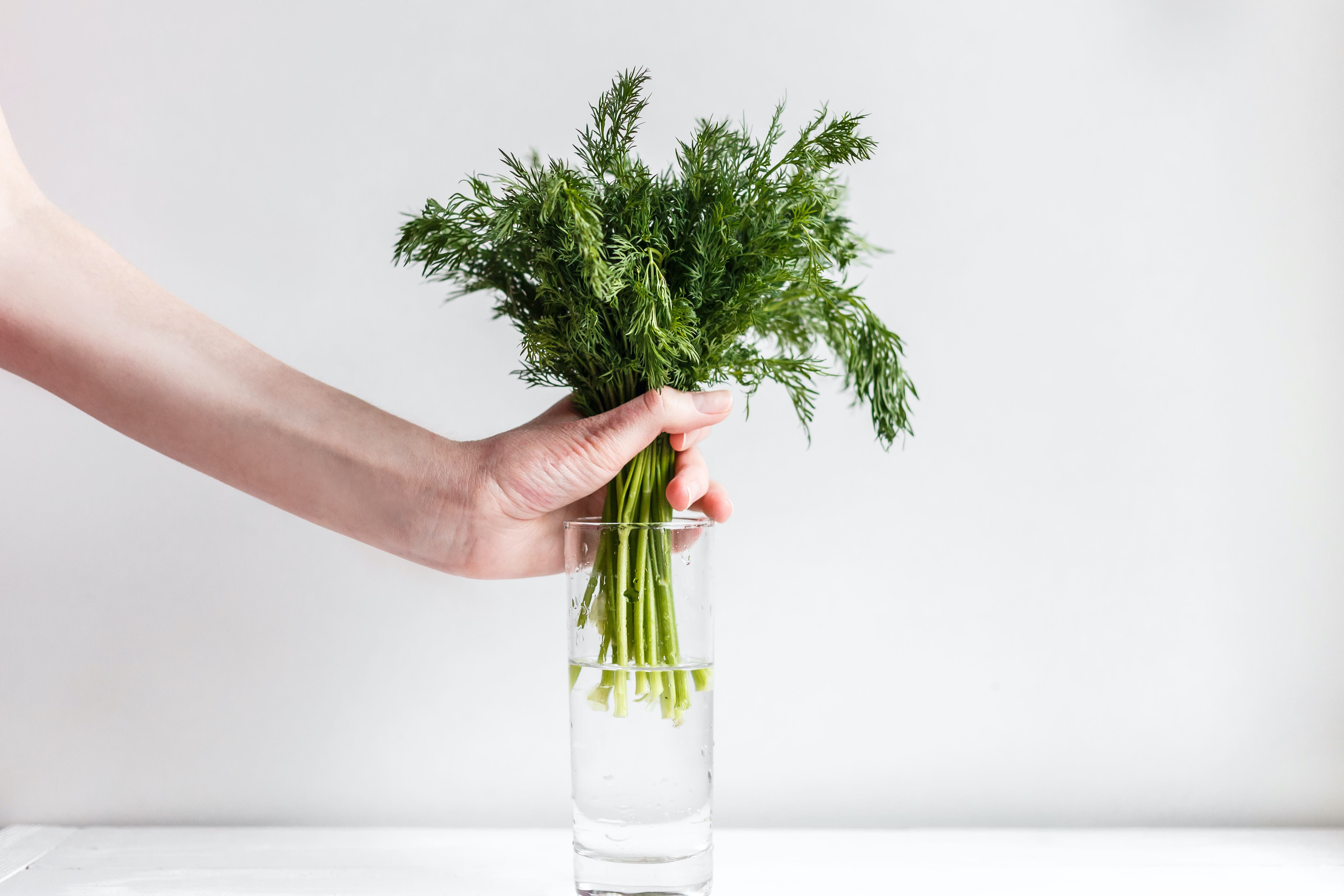 Hand holding fresh herbs over a glass of water