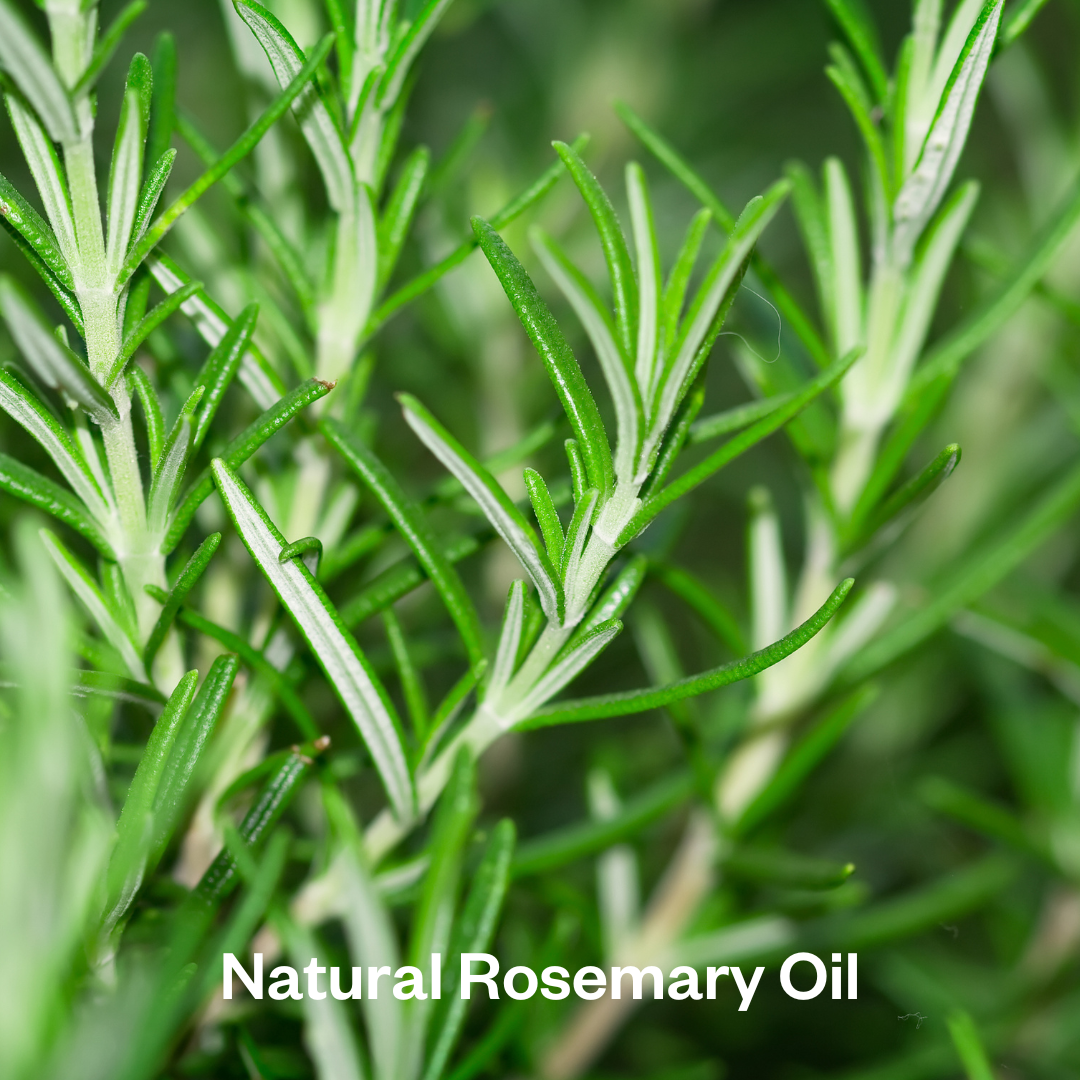 Natural Rosemary Oil NEW