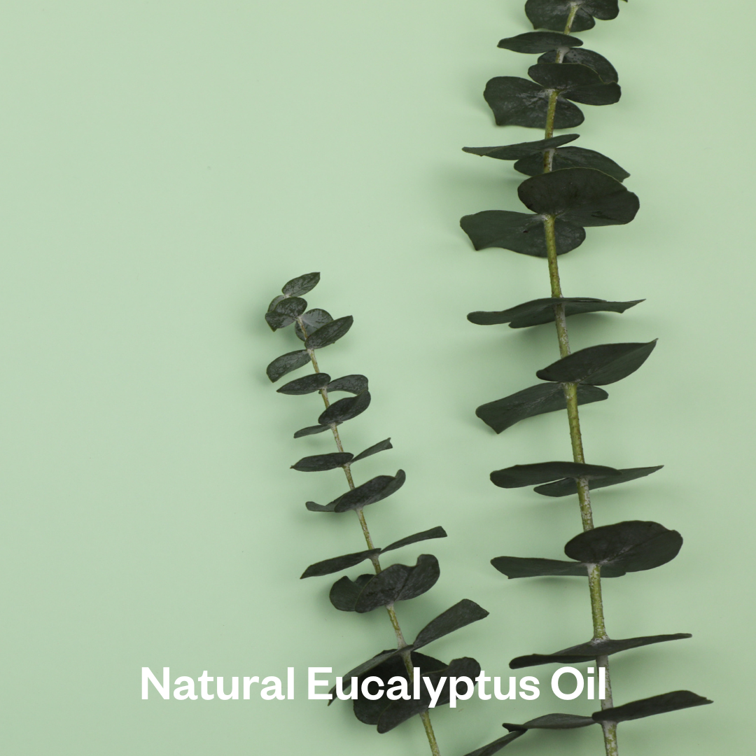 Natural Eucalyptus Oil NEW