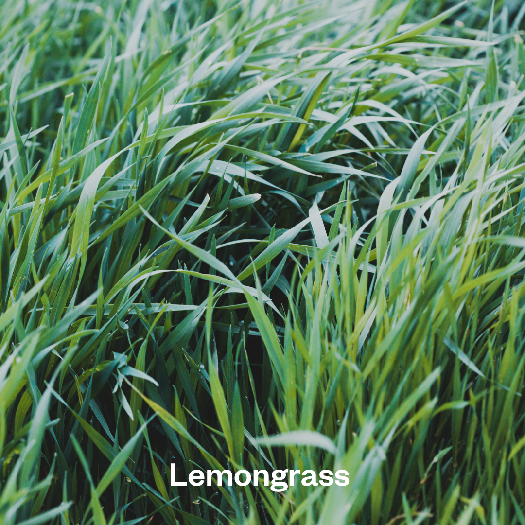 Lemongrass NEW