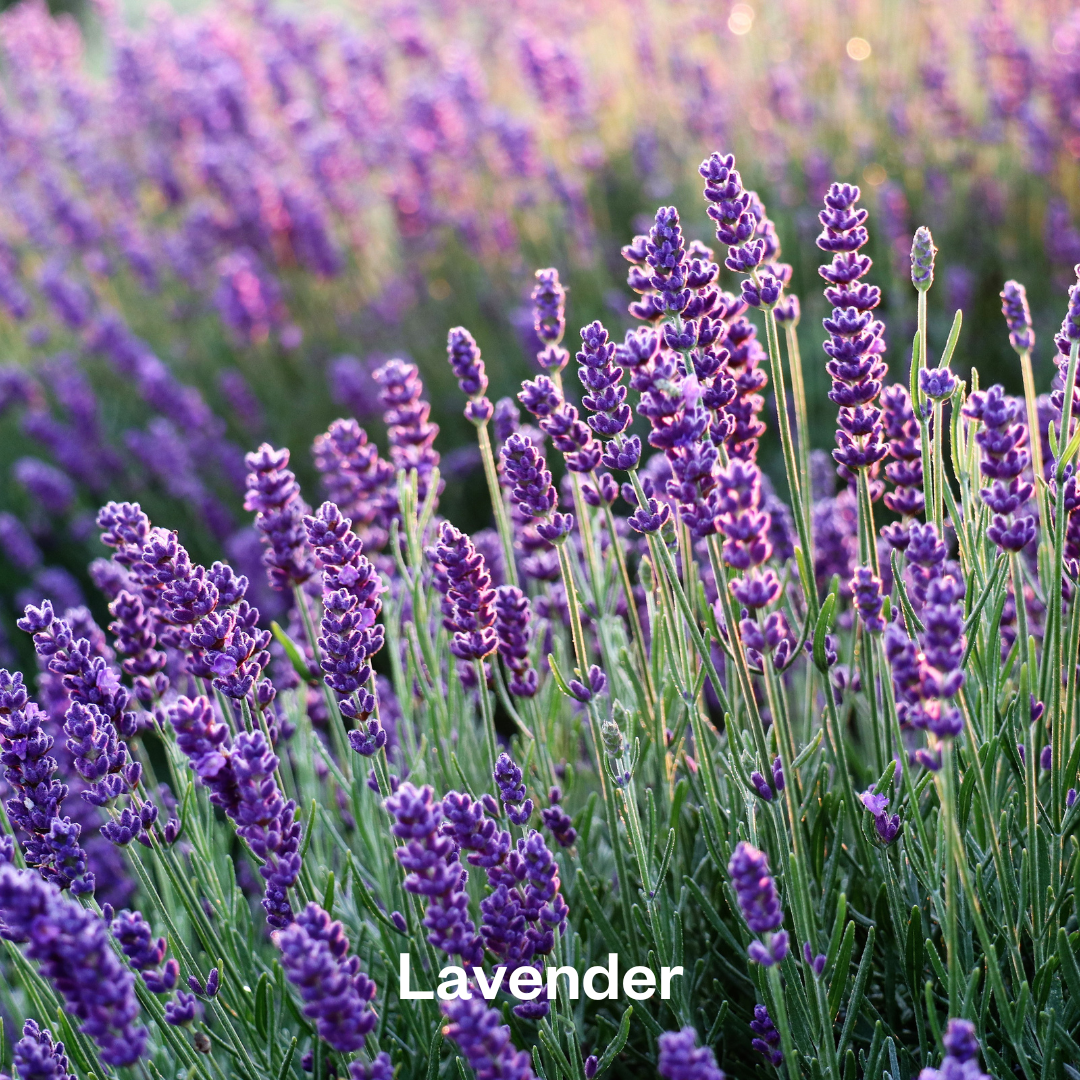 Lavender NEW