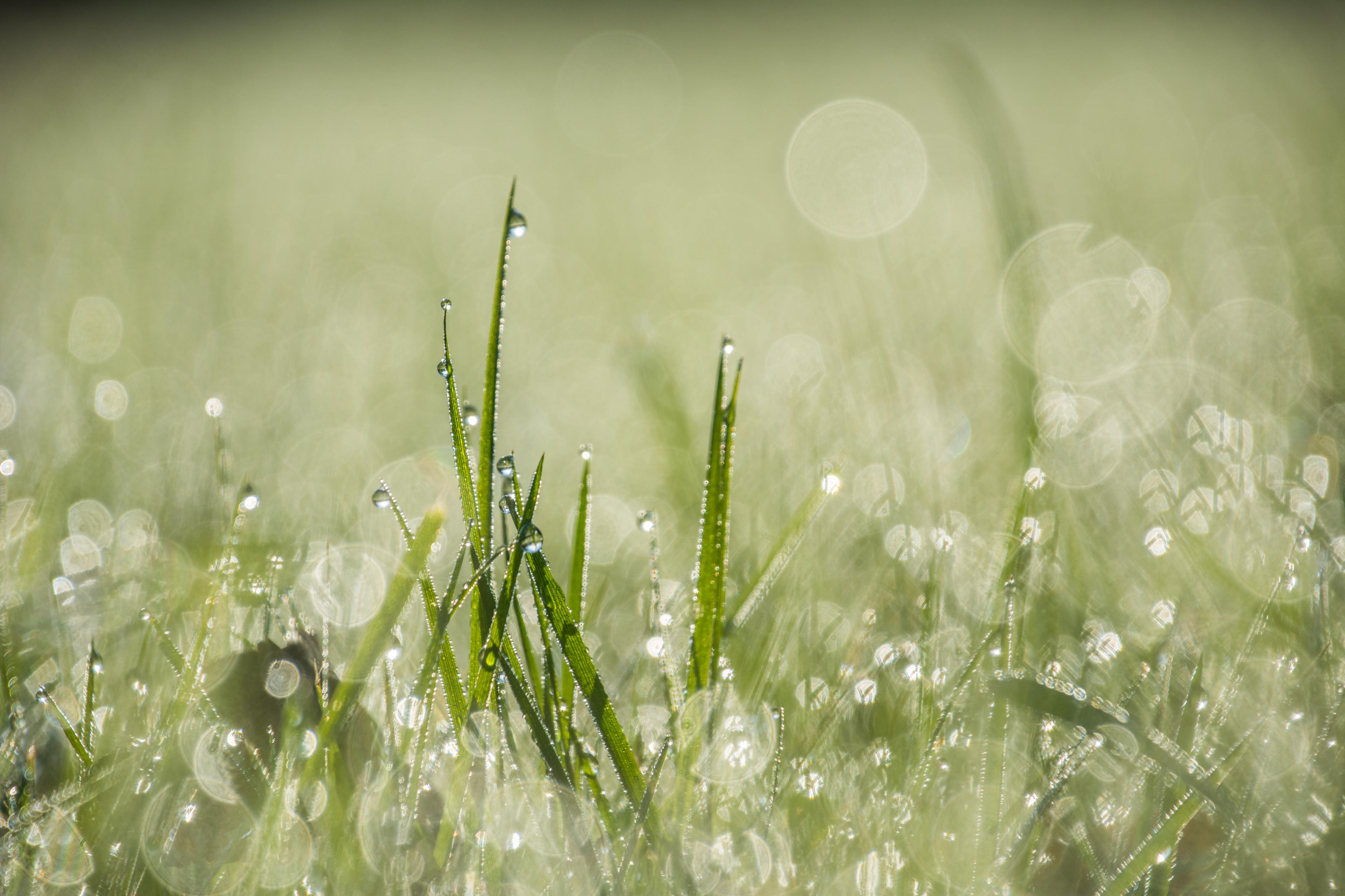 after rain smell