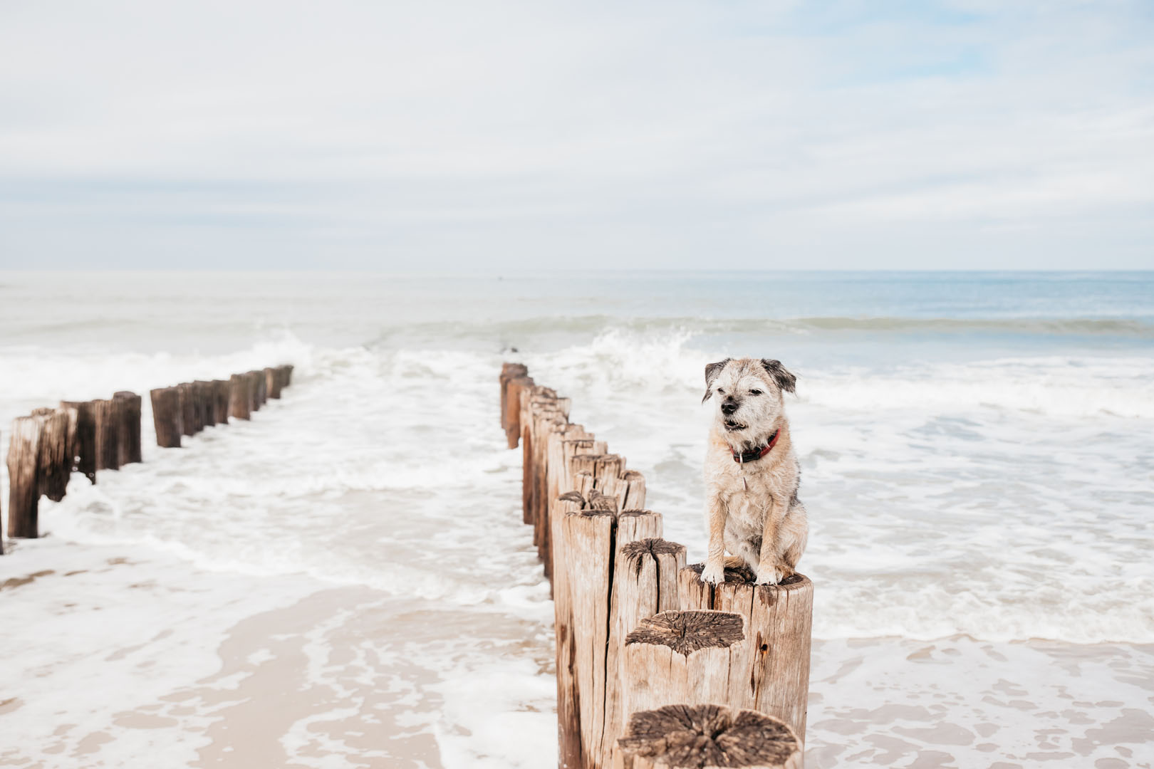 Appartement Niet ingewikkeld Uitbreiden Tips voor een vakantie met je hond in Zeeland (2023) | allyourz