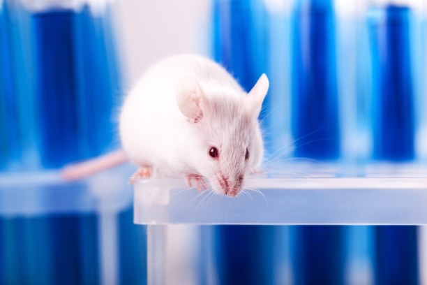 Alternatives to animal testing in the development of medical devices
